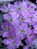 Siberian Phlox on Alpine Ridge  Brooks Range  Alaska National Wildlife Refuge  Alaska  USA