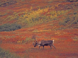 Caribou in Autumn Tundra of Denali National Park  Alaska  USA