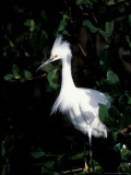 Snowy Egret at Ding Darling National Wildlife Refuge  Sanibel Island  Florida  USA
