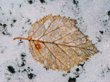 Leaf on Root Glacier in St Elias National Park  Alaska  USA