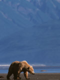 Brown Bear Sow with Cubs  Alaska Peninsula  Katmai National Park  Alaska  USA