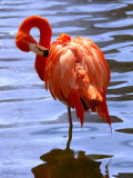 Flamingo in Water