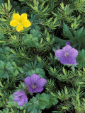 Geranium  Cinquefoil  and Juniper  Denali National Park  Alaska  USA
