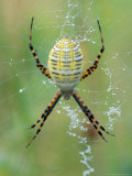 Garden Spider in Web  Grose Property at Fortunes Rocks  Biddeford  Maine  USA