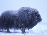 Muskox in Arctic Coastal Plain  Alaska  USA