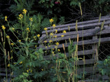 Lobster Traps  Maine  USA