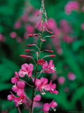 Fireweed in Denalia National Park  Alaska  USA