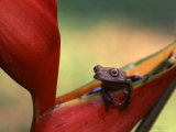 Poison Arrow Dart Frog and Heliconia flower  Peru