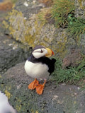 Horned Puffin  Pribilofs  Alaska  USA