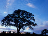 Oak Trees at Sunset on Twin Oaks Farm  Connecticut  USA