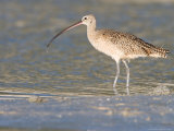 Long-Billed Curlew on North Beach at Fort De Soto Park  Florida  USA