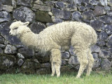 Llama in Machu Picchu  Peru