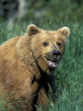 Brown Bear Boar on the Banks of the Brooks River  Katmai National Park  Alaska  USA