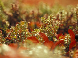 Bearberry and Dwarf Crowberries in Denali National Park  Alaska  USA