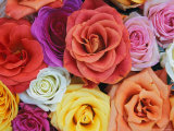 Pattern in Basket of Roses  Louisville  Kentucky  USA