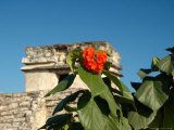 Ruins with Orange Flowers  Tulum  Mexico