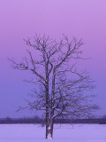 Two Trunked Tree at Sunrise  Chippewa County  Michigan  USA