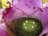 Bromeliad Bloom  Maui  Hawaii  USA