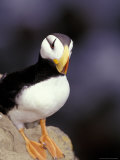 Horned Puffin  St Paul Island  Alaska  USA