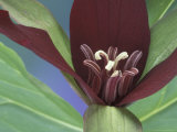 Purple Trillium  Port Huron  Michigan  USA