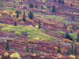 Autumn Colors along the Old Denali Highway  near Paxson  Alaska  USA