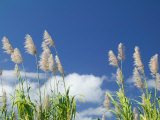 Back Country Sugar Cane Field  Kauai  Hawaii  USA