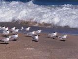 Cape Canaveral Royal Terns  Florida  USA