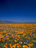 Poppies and Gilia Purple  Antelope Valley  California  USA