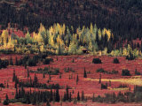 Yellowing Aspens and Red of Tundra Bushes  Denali National Park  Alaska  USA