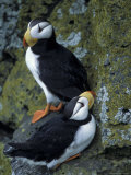 Horned Puffins near Nest Tunnels  Pribilofs  St Paul Island  Alaska  USA