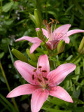 Pink Asiatic Lilies  Reading  Massachusetts  USA