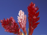 Ginger Trio and Blue Sky  Maui  Hawaii  USA