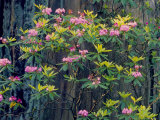 Redwood Trees and Rhodies in Bloom  Redwoods National Park  California  USA