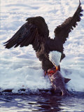 Bald Eagle Pulling a Salmon From the Chilkat River in Alaska  USA