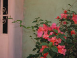 Detail of Bougenvilla in Bloom  Puerto Vallarta  Mexico