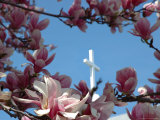 Pink Magnolia Tree and Church Steeple  Reading  Massachusetts  USA