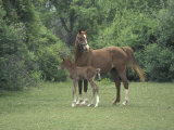 Arabian Mare and Colt  Oldham County  Kentucky  USA
