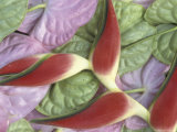 Heliconias on Anthurium  Maui  Hawaii  USA