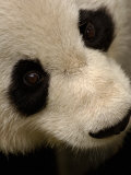 Giant Panda Family  Wolong China Conservation and Research Center for the Giant Panda  China