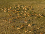 Impala  Okavango Delta  Botswana