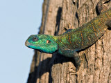 Green-Headed Agama Lizard  Tanzania