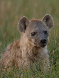 Spotted Hyena  Mombo Area  Chief's Island  Okavango Delta  Botswana