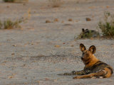 Wild Dog or Painted Wolf  Savuti Channel  Linyanti Region  Botswana