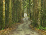 Road through Rainforest  Lamington National Park  Gold Coast Hinterland  Queensland  Australia