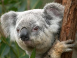 Koala  Australia