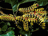 Silk Moth Caterpillars  Ankarana Special Reserve  Madagascar