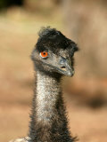 Emu  Australia