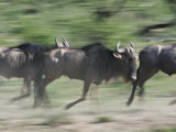 Wildebeest  Tanzania