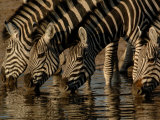 Burchell's Zebra  Mombo Area of Chief's Island  Okavango Delta  Botswana