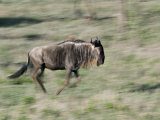 Wildebeest Running  Tanzania